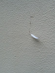 White Feather - attached to my artroom in the garden