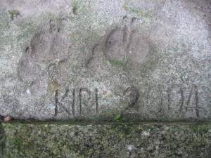 Kiri's Paw Prints