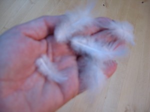 First White Feathers