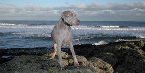 Kiri at Bamburgh Castle, UK